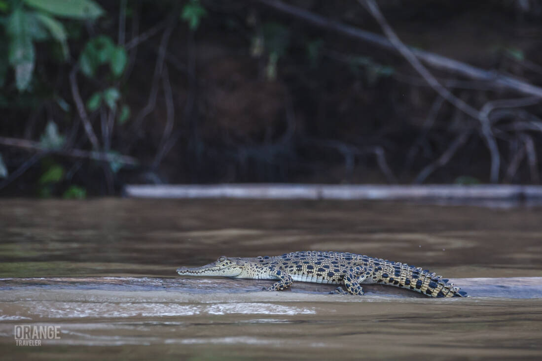 Saltwater crocodile 's baby