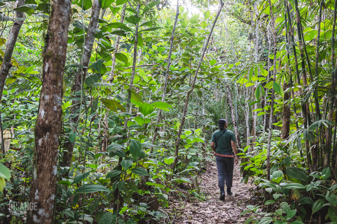 Guide Lemon searching for orangutans