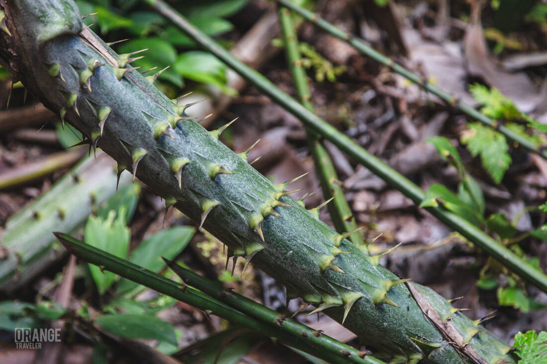 Tropical plants in Batang Ai