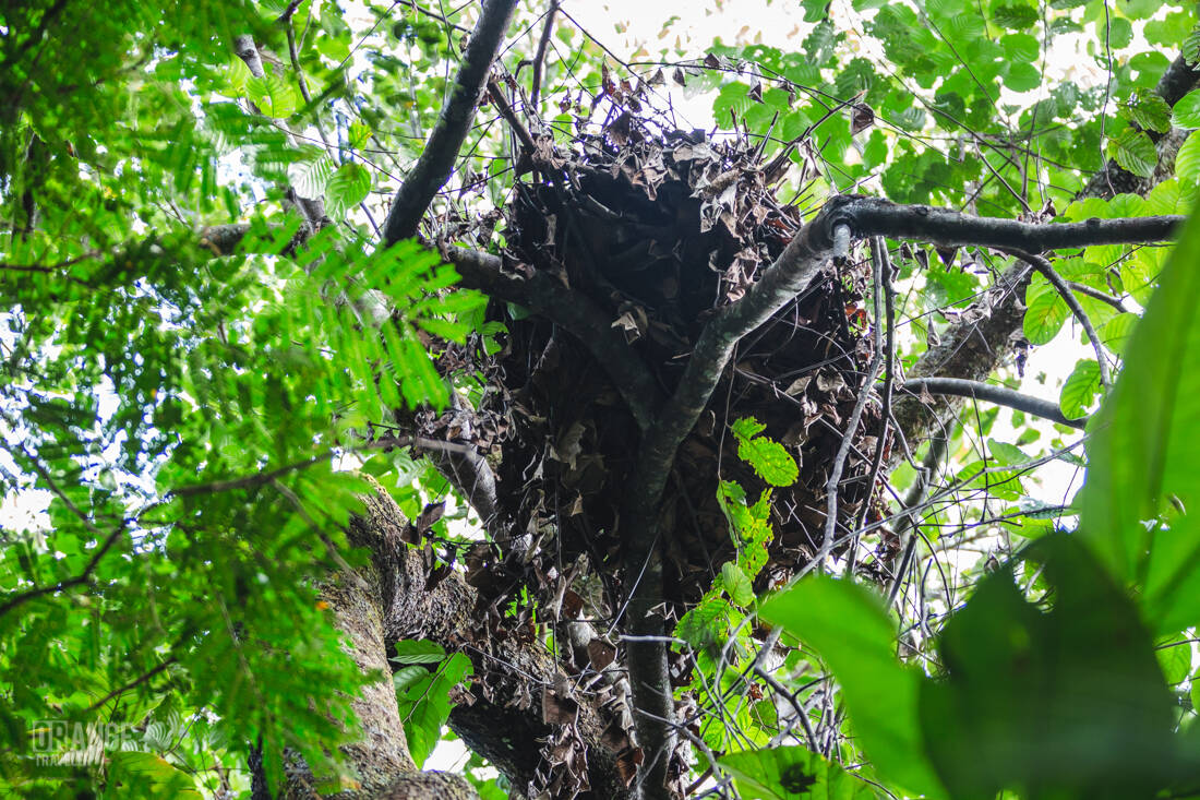 An orangutan nest in Batang Ai