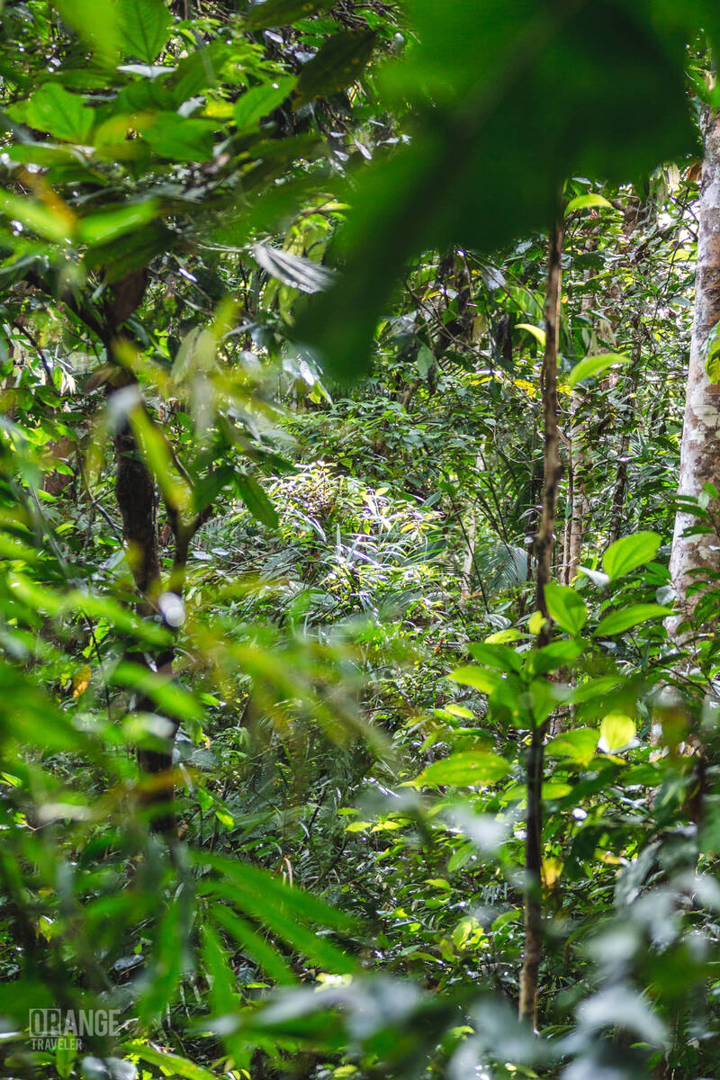 The Borneo jungle