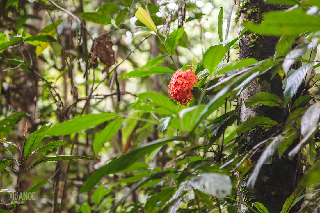 A flower in the Borneo jungle