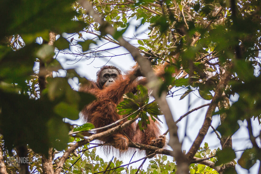 An orangutan in Batang Ai National Park