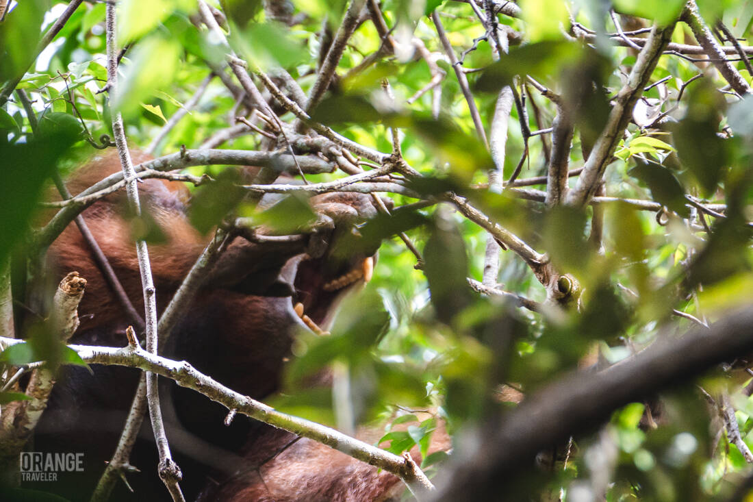 An orangutan in the forest