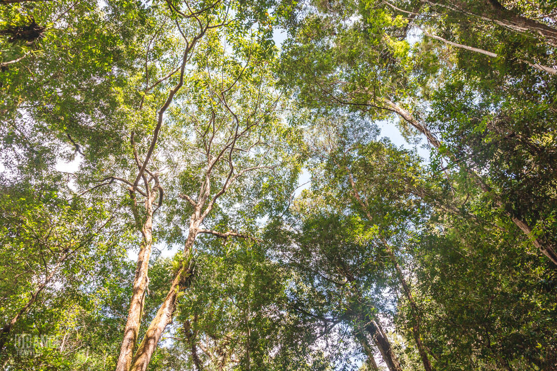 The canopy of the tropical forest