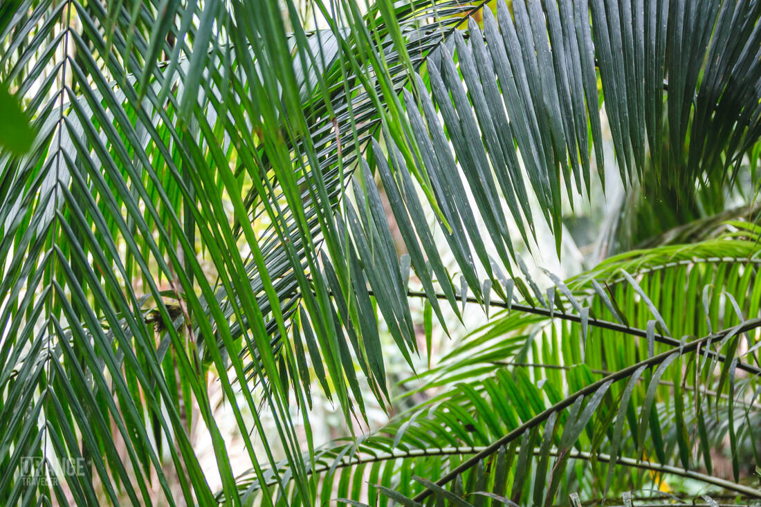 Palm leaves