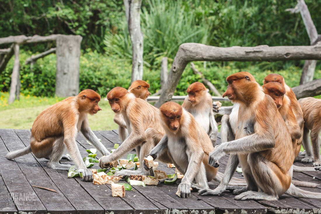 Proboscis monkeys at the feeding platform in Labuk Bay Proboscis Monkey Sanctuary