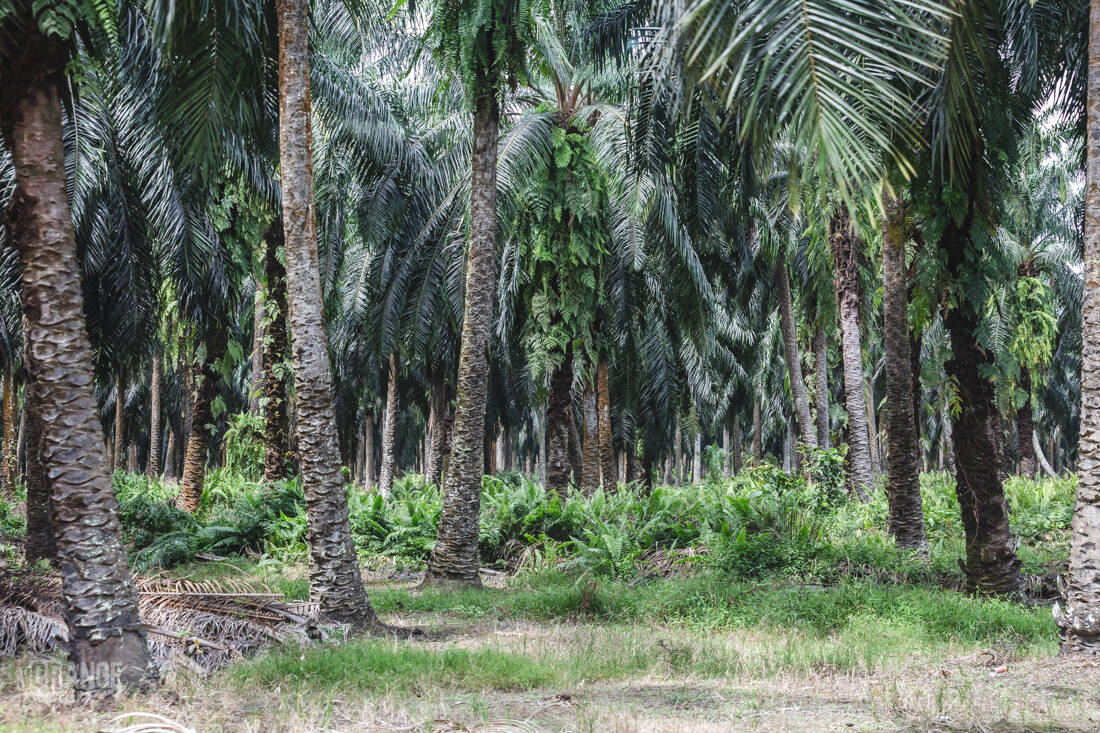 Oil palm plantations near Labuk Bay in Sabah, Malaysian Borneo
