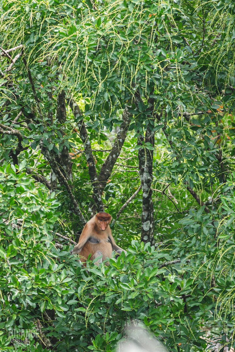 A proboscis monkey in the forest at Labuk Bay