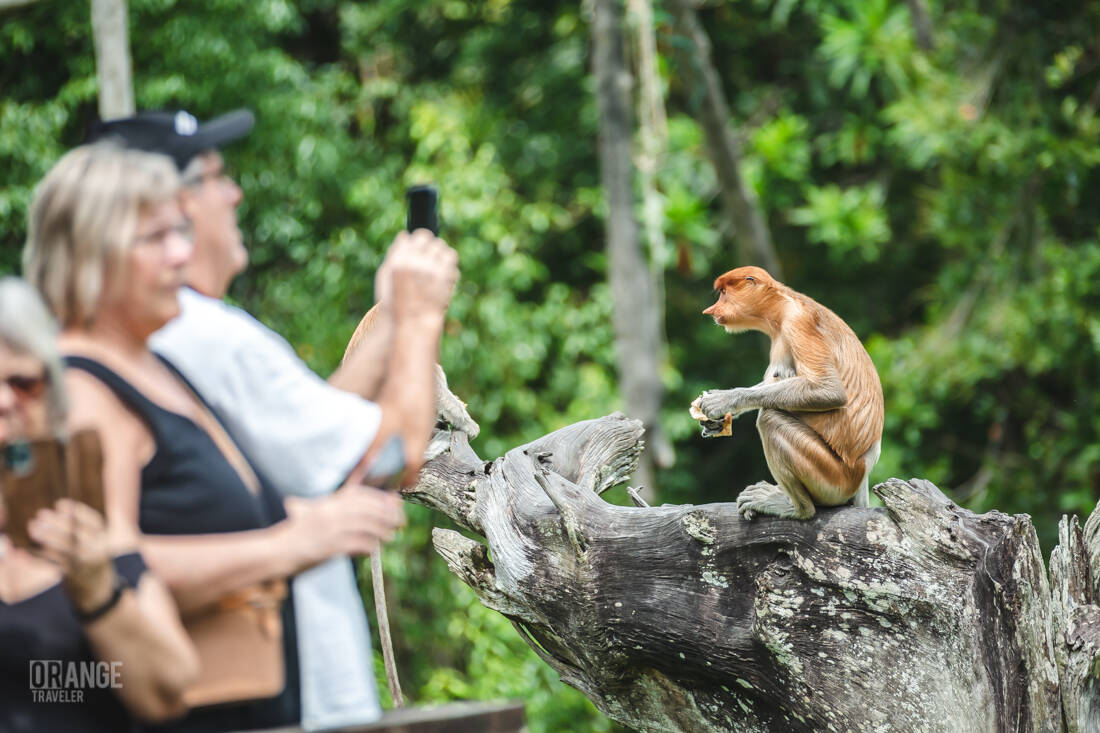 Visitors watching a proboscis monkey during feeding time at Labuk Bay