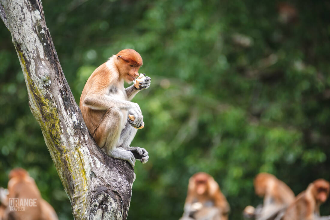 A proboscis monkey eating at the Labuk Bay feeding platform