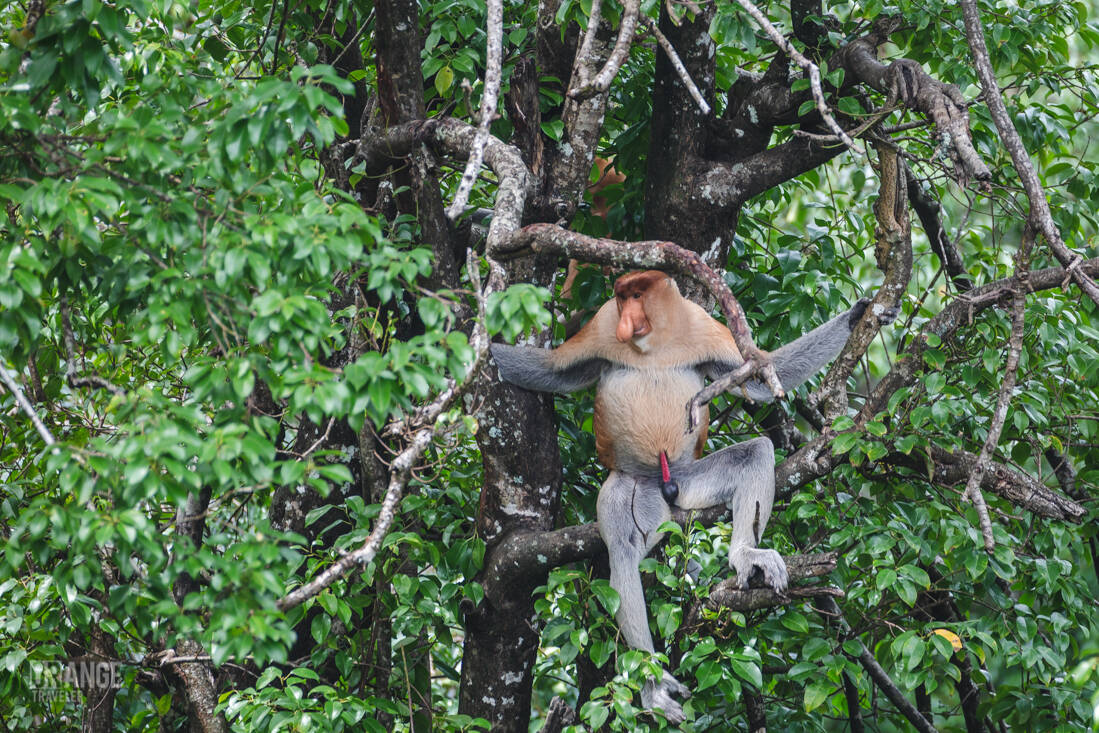 A male proboscis monkey in the trees of Labuk Bay