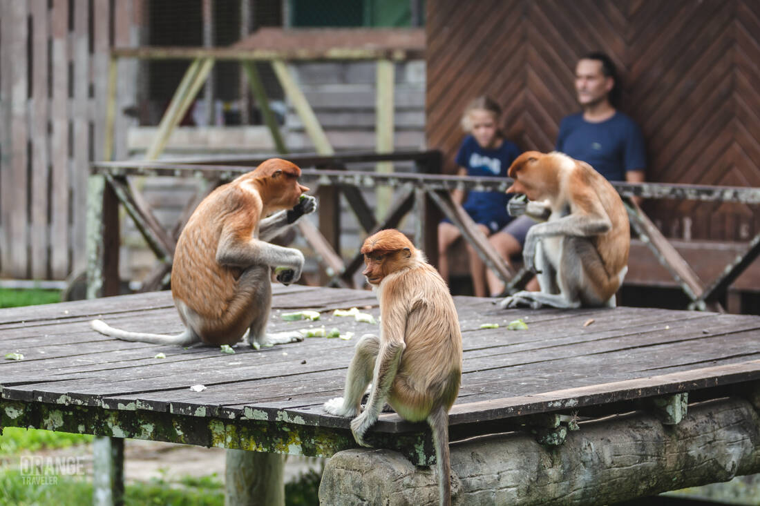 Proboscis monkeys on one of the feeding platforms in Labuk Bay