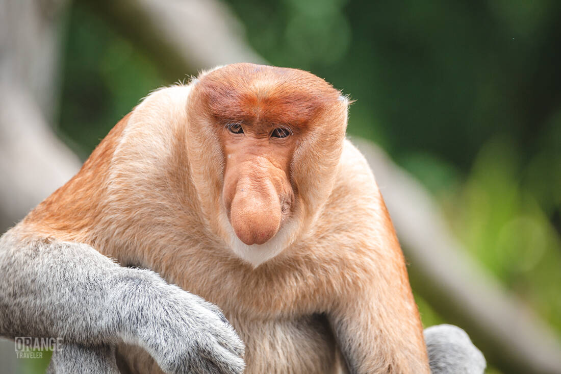 Close-up of a male proboscis monkey at Labuk Bay.