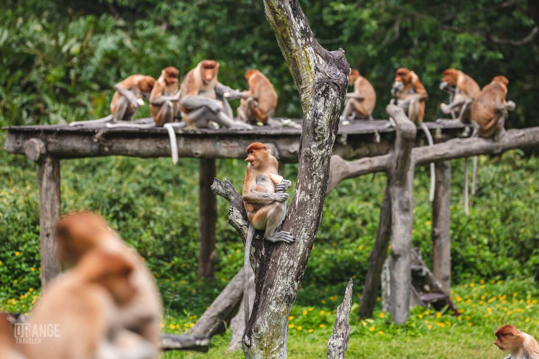 Proboscis monkeys near the feeding platform in Borneo