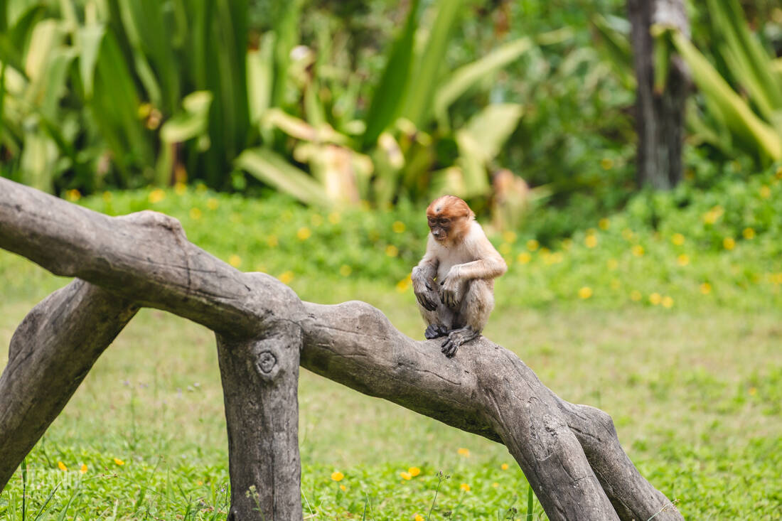 A young proboscis monkey near the wooden walkways of Labuk Bay