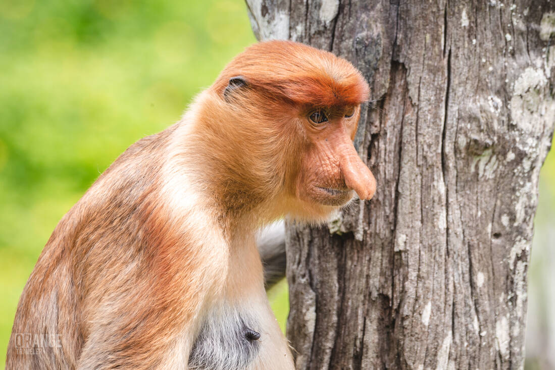 A proboscis monkey resting on a tree trunk in the sanctuary