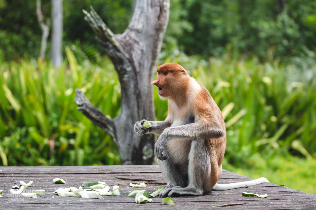 A proboscis monkey eating cucumber at Labuk Bay Proboscis Monkey Sanctuary