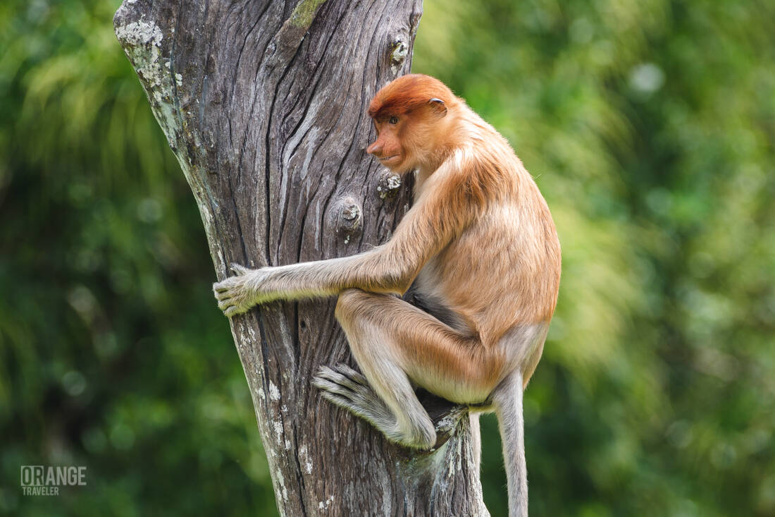 A proboscis monkey sitting on a fallen tree in the forest at Labuk Bay