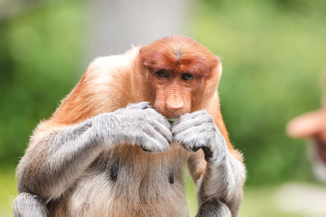 Close-up portrait of a female proboscis monkey at Labuk Bay
