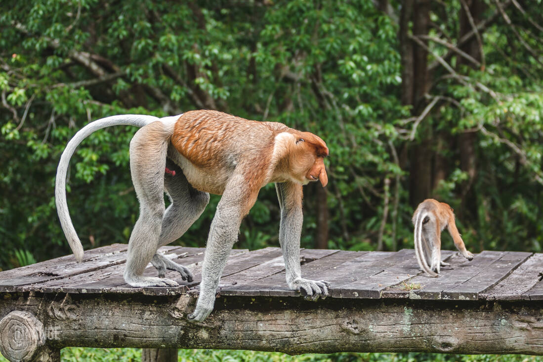 Proboscis monkeys walking along a wooden rail in Labuk Bay Proboscis Monkey Sanctuary.