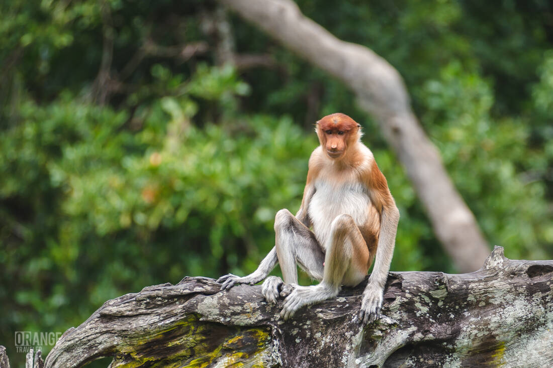 A proboscis monkey sitting on a fallen tree in the forest at Labuk Bay
