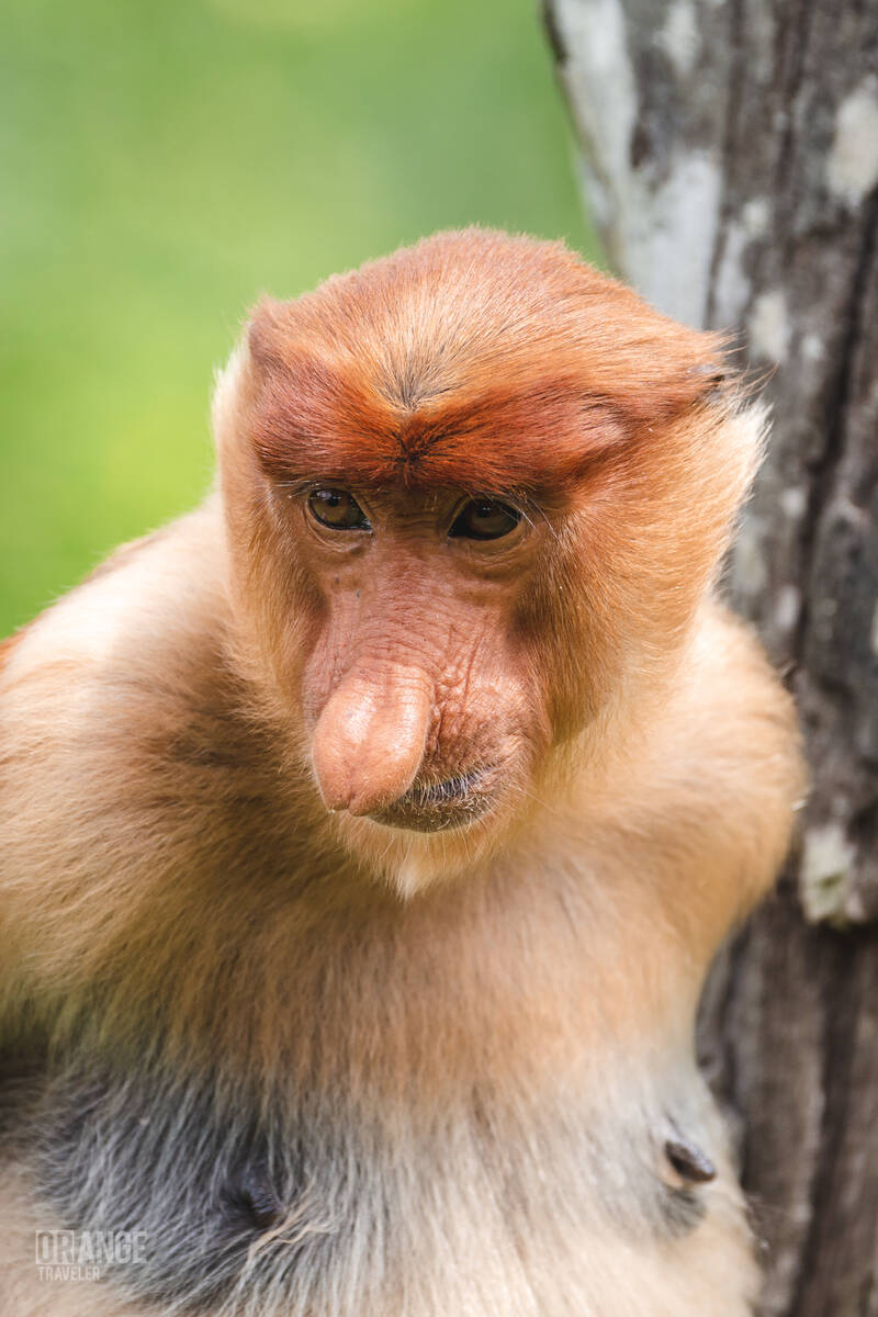 Close-up portrait of a female proboscis monkey at Labuk Bay