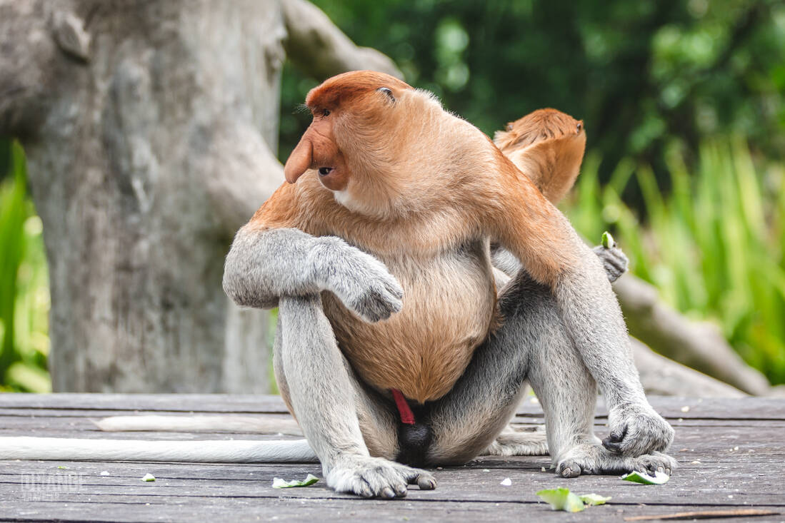 A male proboscis monkey sitting on the feeding platform in Sabah