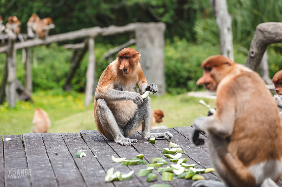 Proboscis monkeys eating cucumbers during feeding time at Labuk Bay