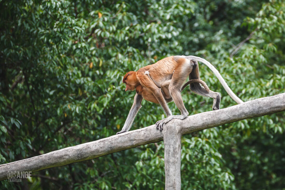A proboscis monkey moving along a wooden rail above the forest