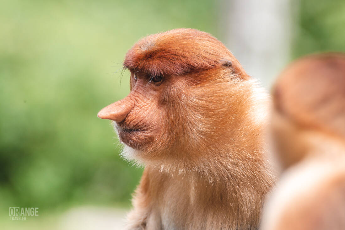Side portrait of a proboscis monkey at Labuk Bay in Malaysian Borneo
