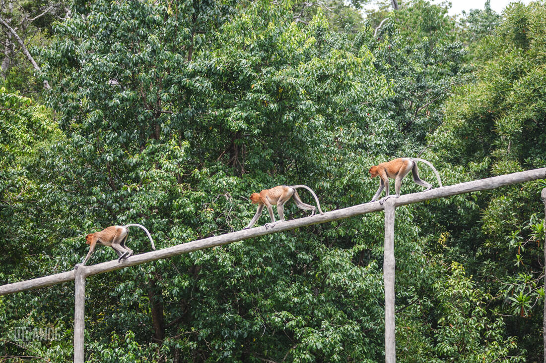 Proboscis monkeys walking in a line along the wooden rail at Labuk Bay