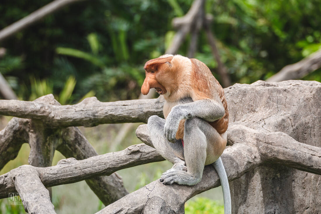 A male proboscis monkey resting near the feeding platform