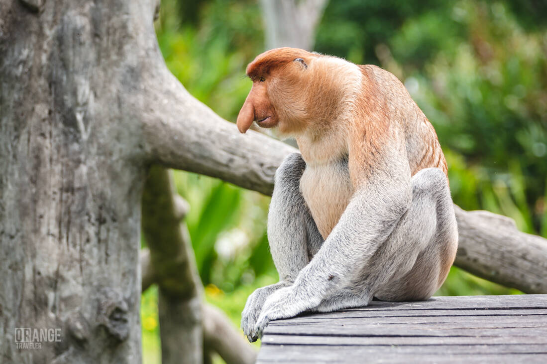 A male proboscis monkey sitting quietly after feeding time at Labuk Bay.