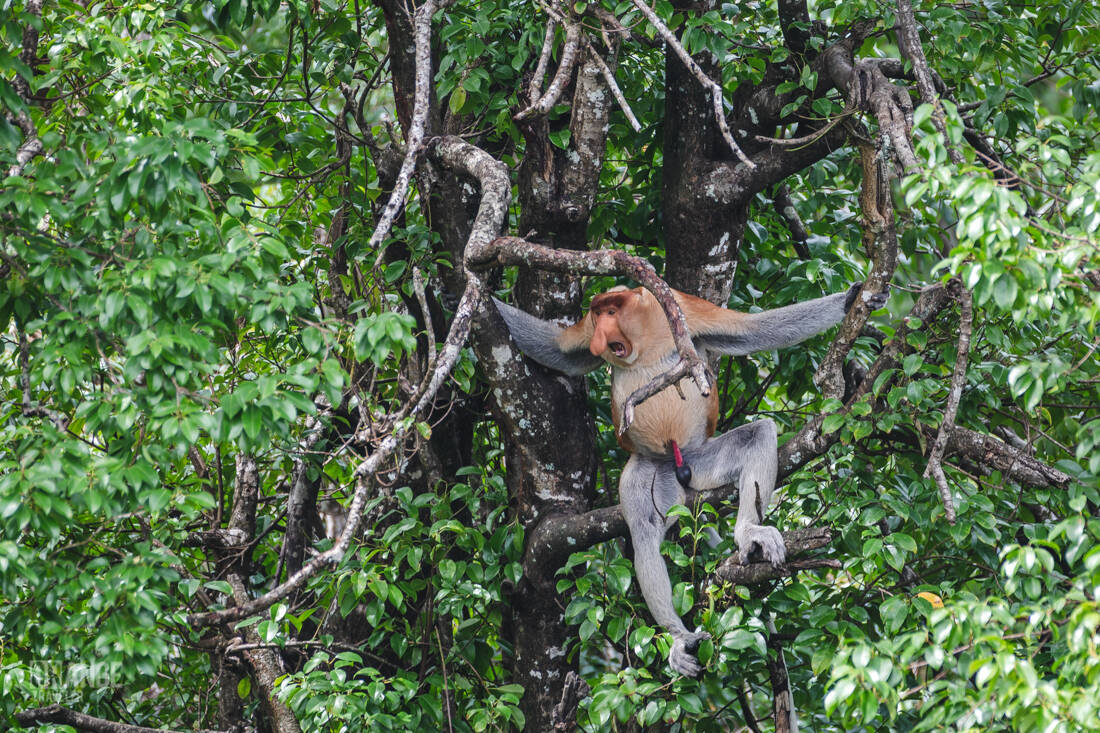 A proboscis monkey climbing among the trees in the Labuk Bay forest.