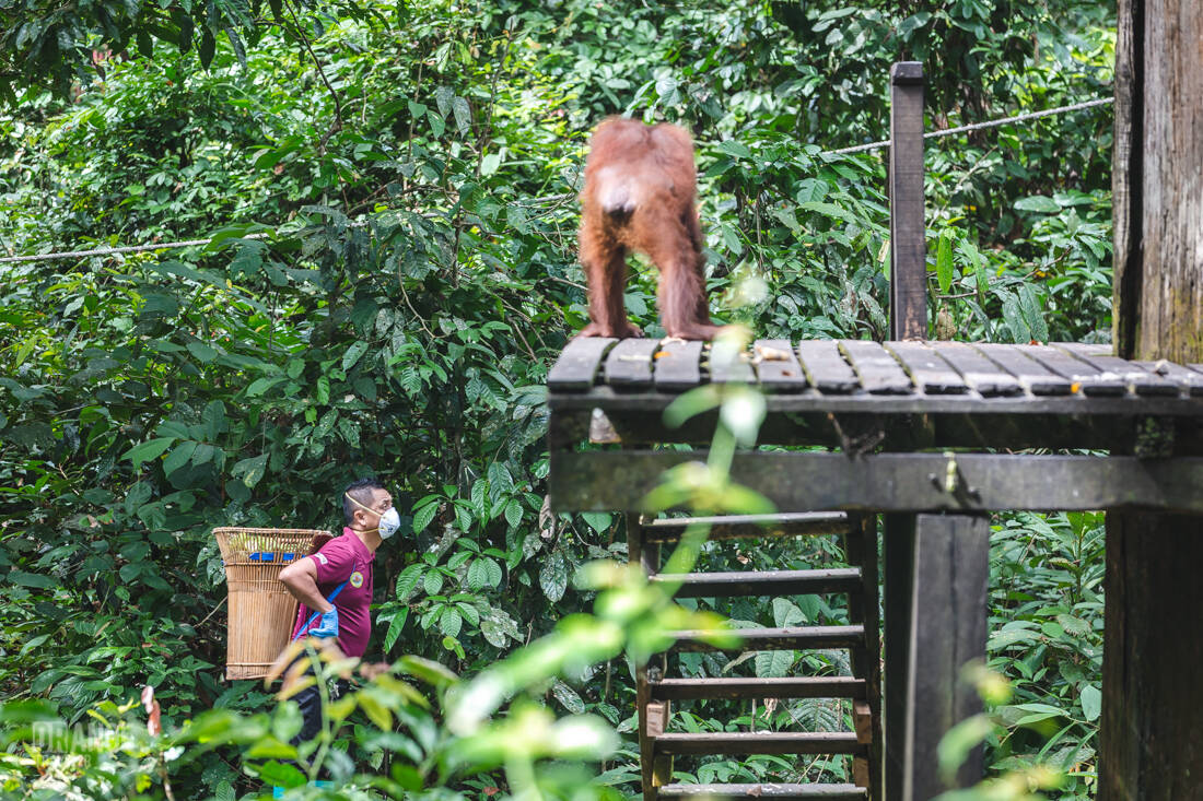 Orangutan feeding at Sepilok Orangutan Rehabilitation Centre in Sabah