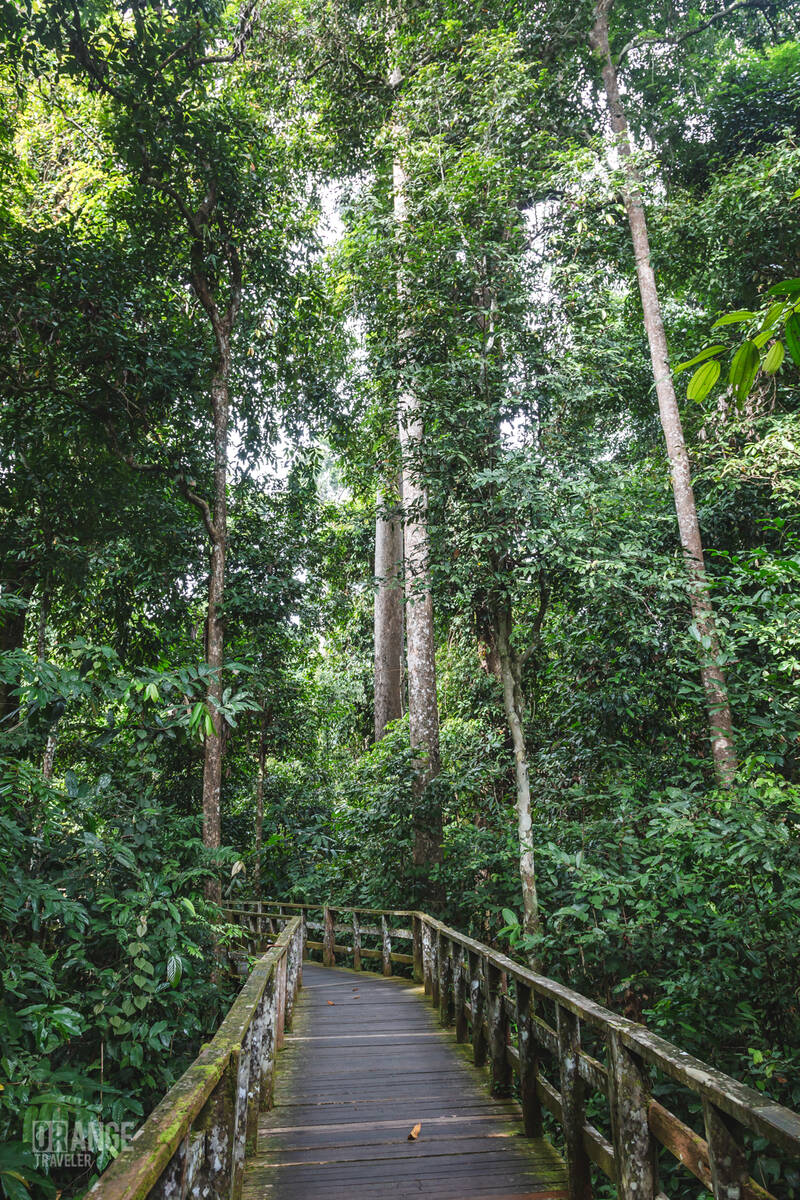 Forest walkways at Sepilok Orangutan Rehabilitation Centre