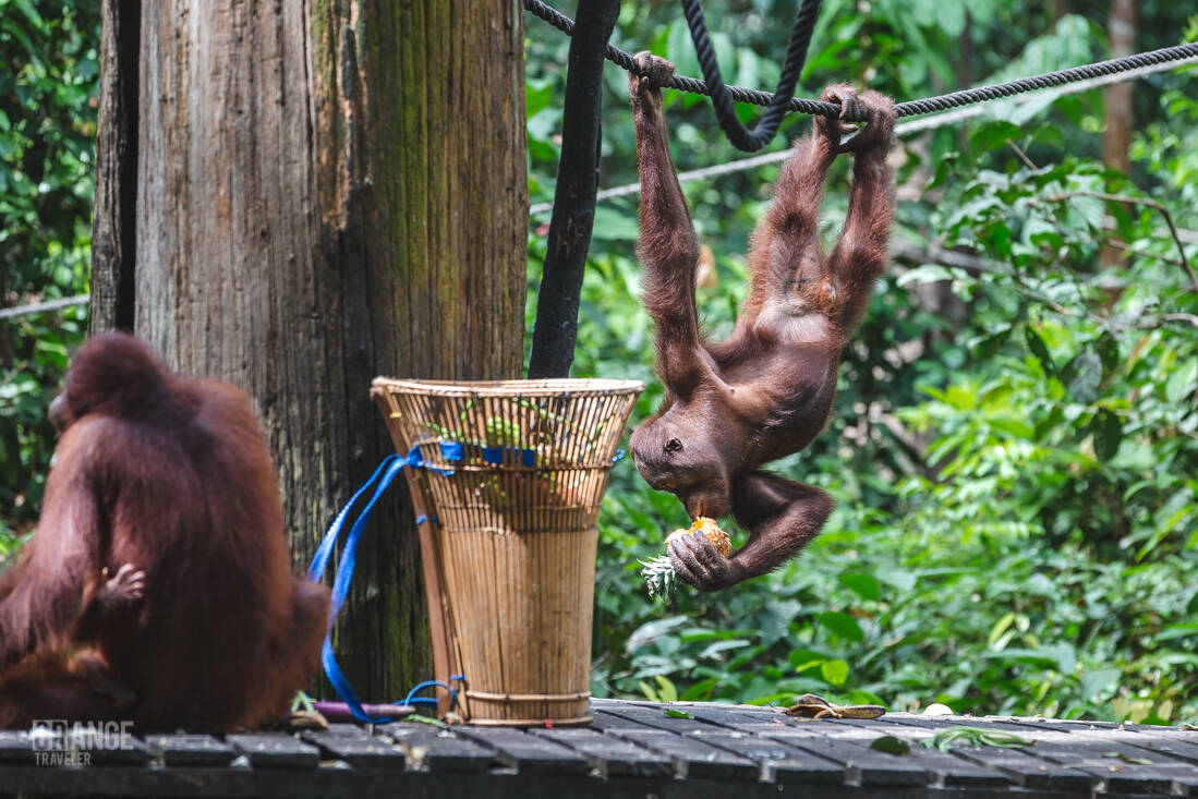 Breakfast time at Sepilok Orangutan Rehabilitation Centre