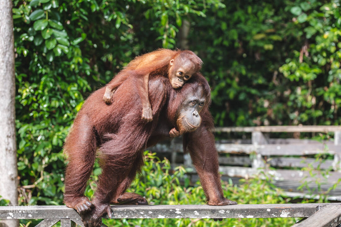 Female orangutan with a baby at Sepilok Orangutan Rehabilitation Centre