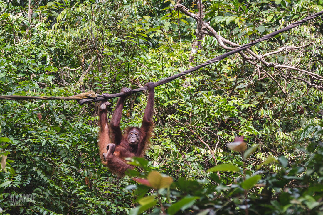 Young orangutan at Sepilok Orangutan Rehabilitation Centre in Borneo