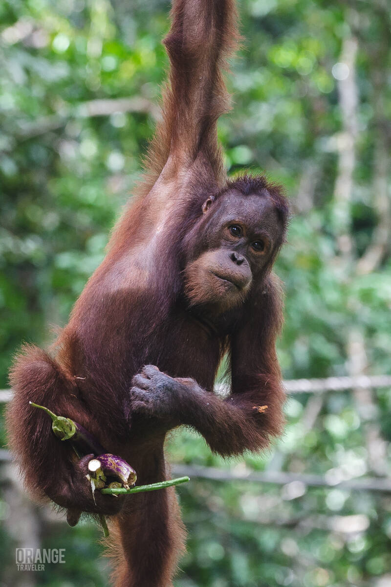 Orangutan at Sepilok Orangutan Rehabilitation Centre
