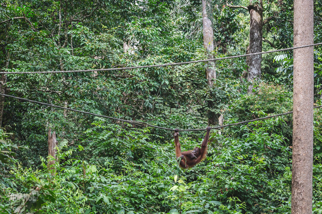 Rainforest around Sepilok Orangutan Rehabilitation Centre