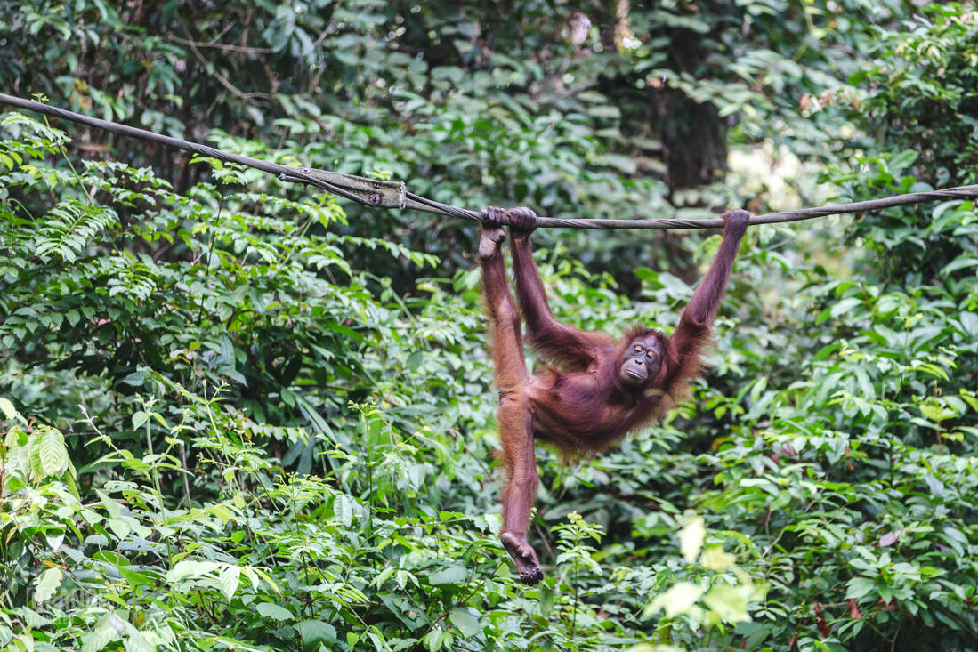 Acrobatic orangutan on the ropes at Sepilok