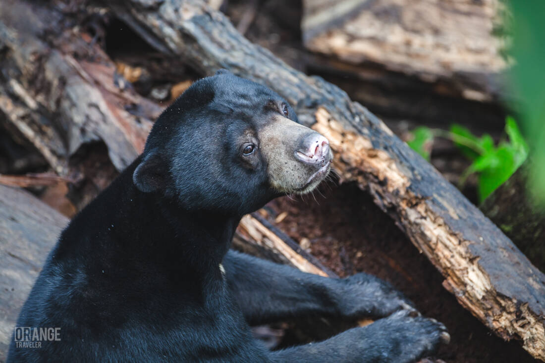 Bornean sun bear near Sepilok in Sabah