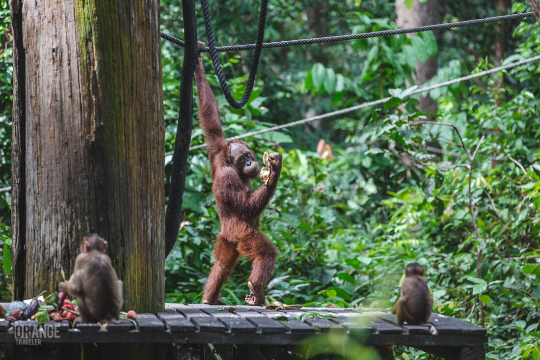 Orangutan during feeding time at Sepilok