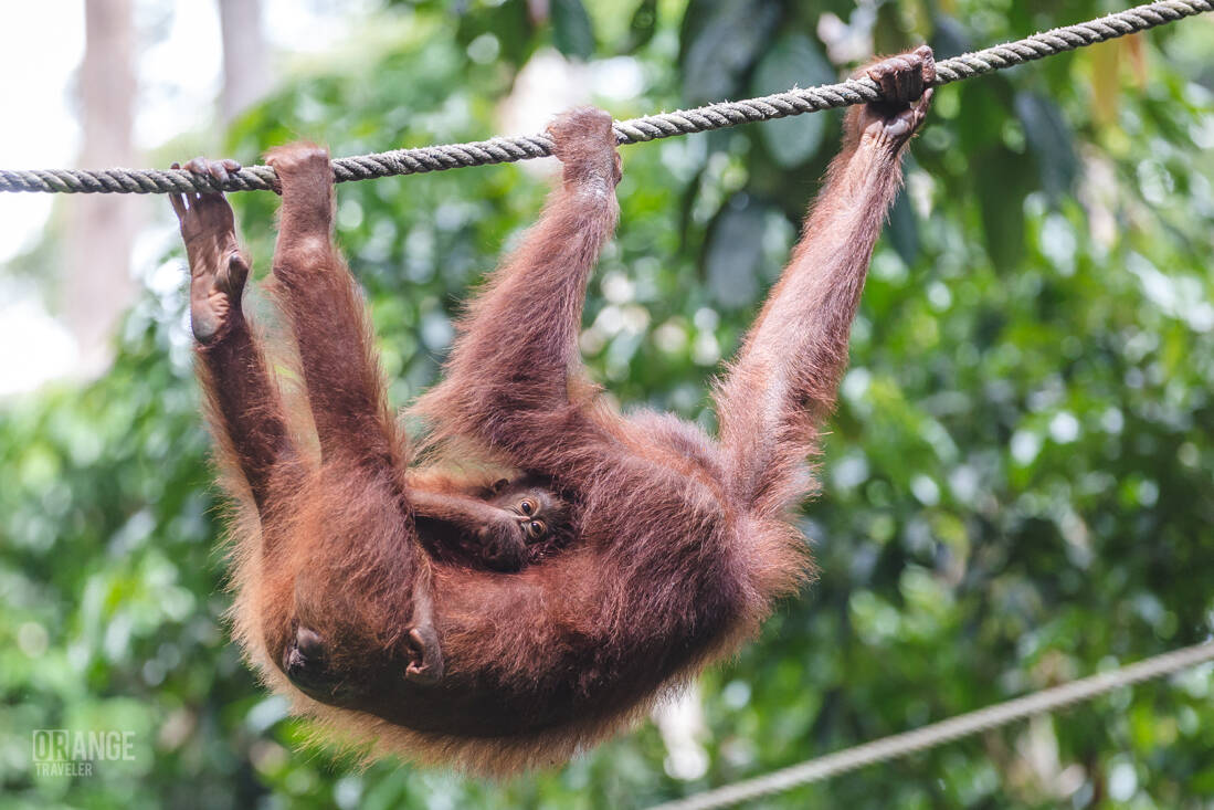 Female orangutan with her baby in Sepilok