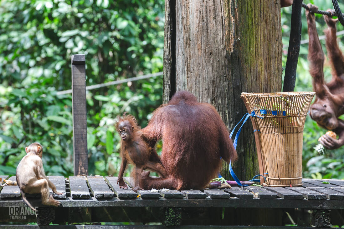 Baby orangutan watching a macaque at Sepilok