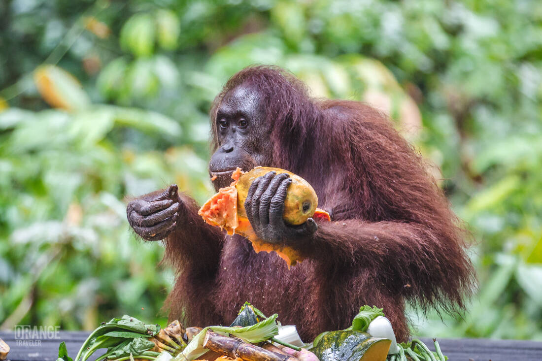Orangutan eating papaya at Sepilok Orangutan Rehabilitation Centre