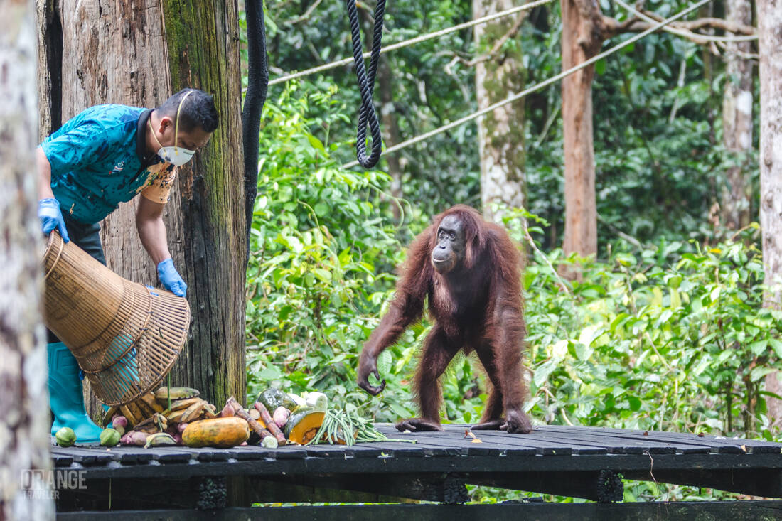 Sepilok ranger during orangutan feeding time