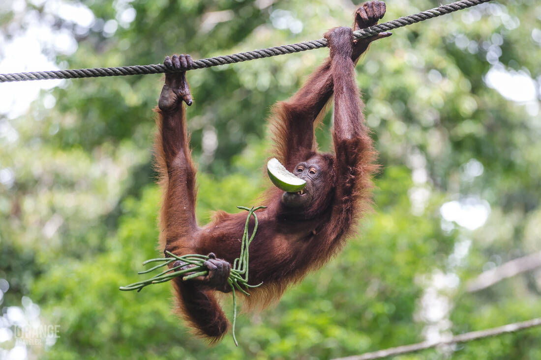Orangutan carrying vegetables and fruit at Sepilok